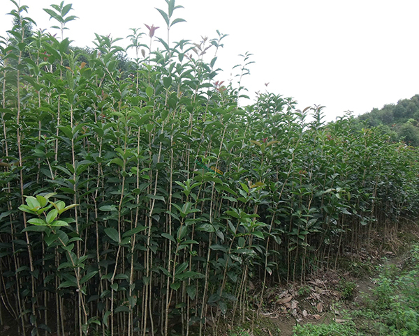 桂花樹12