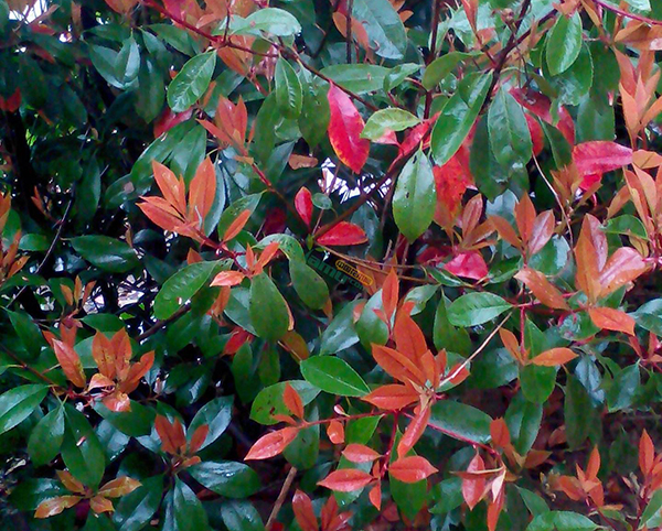 紅葉石楠20