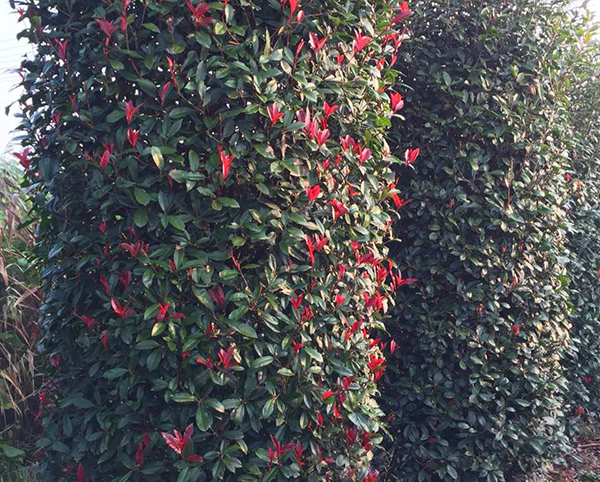 紅葉石楠30