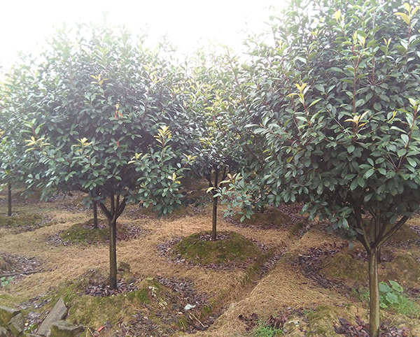 紅葉石楠31